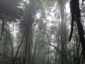 Beim Lagoa Amelia: Wald