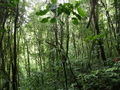 Beim Lagoa Amelia: Wald