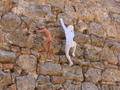 Volterra
