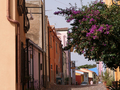 Bosa