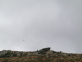 Unterwegs von Alghero nach Bosa, Gaensegeier