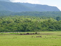 Zebras Warzenschweine Bueffel