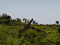 Giraffen