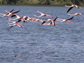 Flamingos