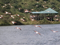 Flamingos