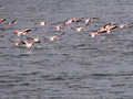 Flamingos