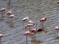 Flamingos