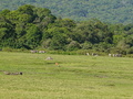 Warzenschweine Zebras Buschbock