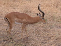 Impala