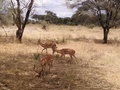 Impalas