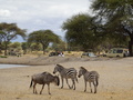 Zebras und Gnu