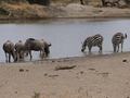 Zebras und Gnus