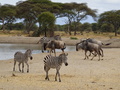 Zebras und Gnus