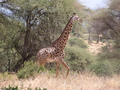 Giraffe