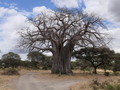Baobab-Baum