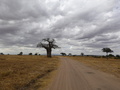 Tarangire-Nationalpark