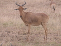 Leierantilope