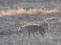 Hyaene und Gazelle