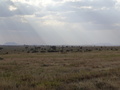 Serengeti