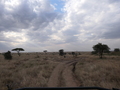 Serengeti