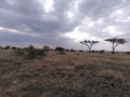 Serengeti