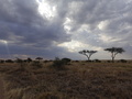 Serengeti