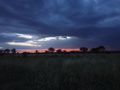 Abendstimmung in der Serengeti