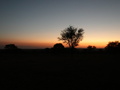 Morgenstimmung in der Serengeti