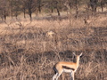 Schakal und Gazelle