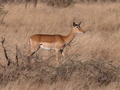 Gazelle