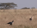 Sekretaervogel und Gazelle