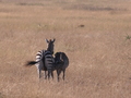 Zebras