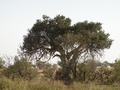 Leopard im Baum