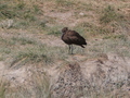 Hammerkopfvogel