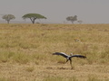 Sekretaervogel und Gazellen