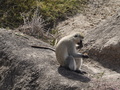 Meerkatzen