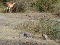 Meerkatzen und Gazellen