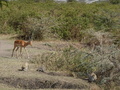 Meerkatzen und Gazelle