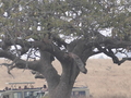 Leopard auf Baum