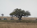 Leopard auf Baum