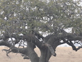 Leopard auf Baum