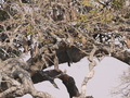 Leopard auf Baum