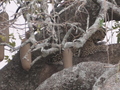 Leopard auf Baum