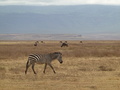 Zebras und Gnus