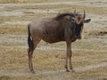 Gnu