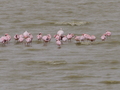  Flamingos