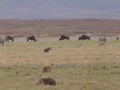 Hyaenen und Gnus und Zebras