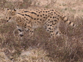 Serval