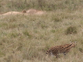 Serval und Loewen