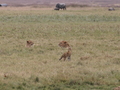 Serval und Loewen